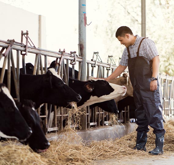 dairy-farming-about