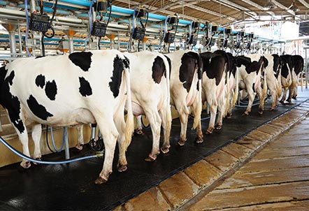 dairy-farming-gallery-19