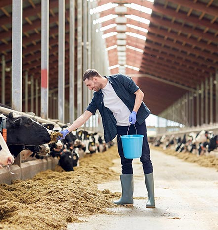 dairy-farming-gallery-12