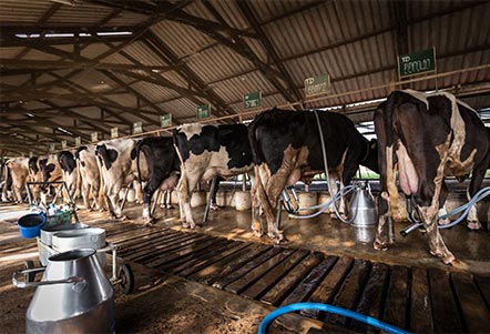 dairy-farming-gallery-3