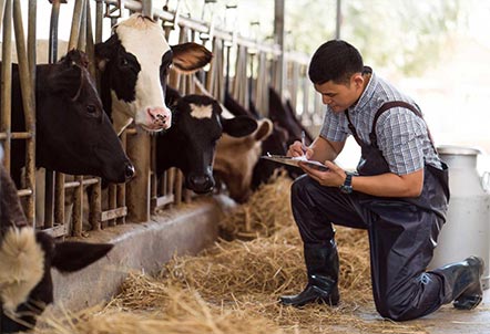 dairy-farming-gallery-17