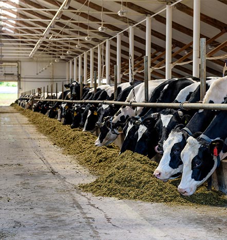 dairy-farming-gallery-5