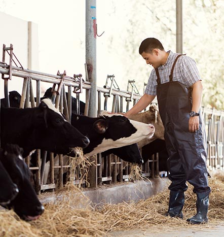 dairy-farming-gallery-14