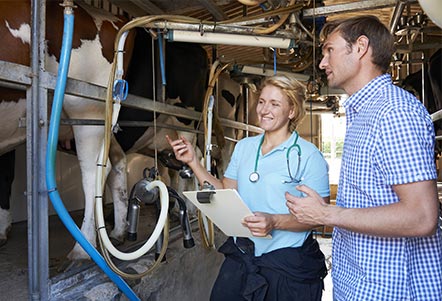 dairy-farming-gallery-7