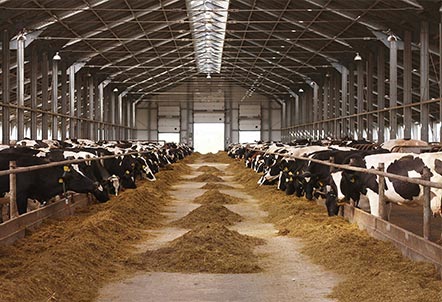 dairy-farming-gallery-10