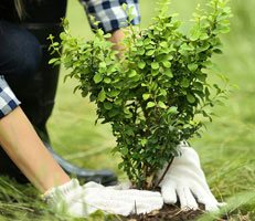 garden-care-coose2