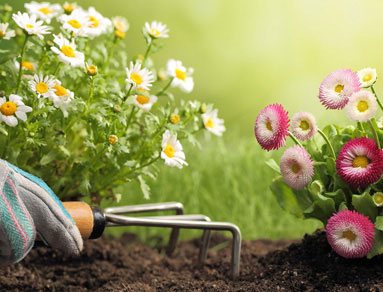 garden-care-gallery6