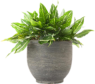 gardening-product-1
