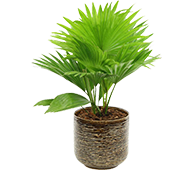 gardening-product-3