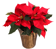 gardening-product-4