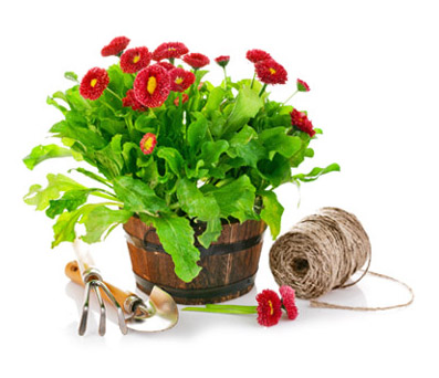 Tussie-Mussie Bouquets
