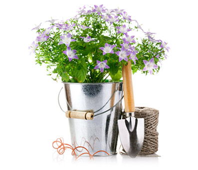 Tussie-Mussie Bouquets