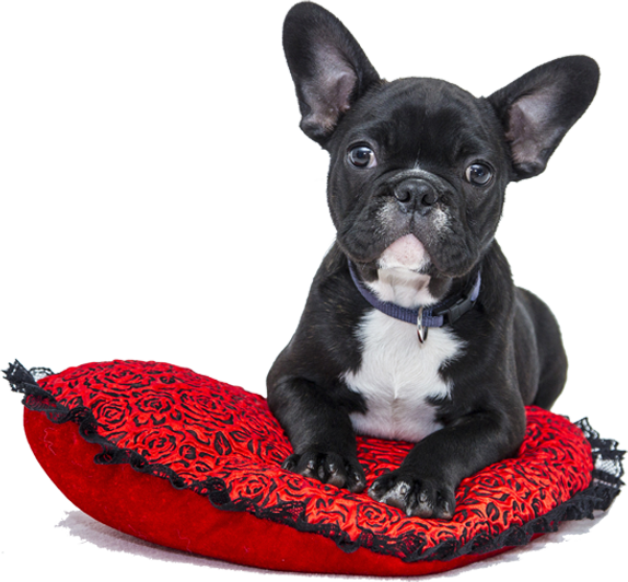 pets-care-about-dog1