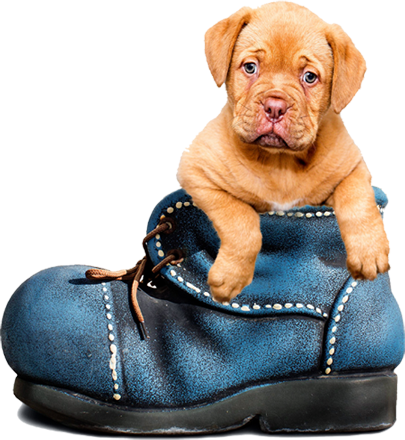 pets-care-faq-dog