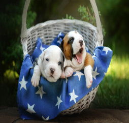 pets-care-news