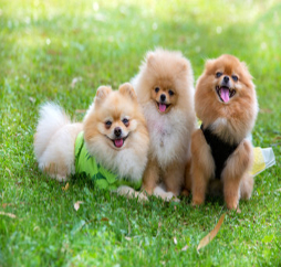 pets-care-news2