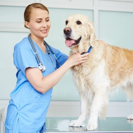 pets-care-team4