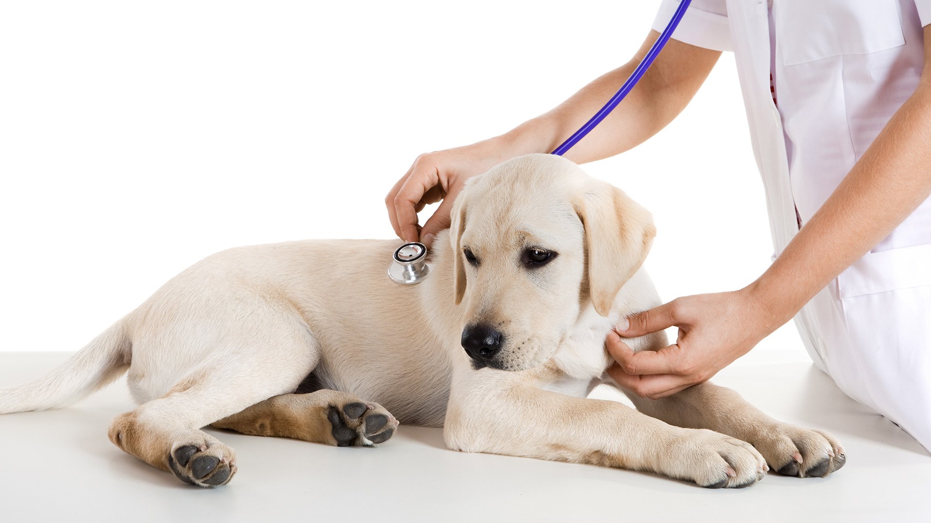 pets-care-slider