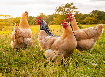 poultry-farming-blog-3
