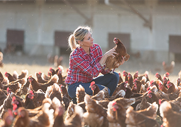 poultry-farming-gallery-1