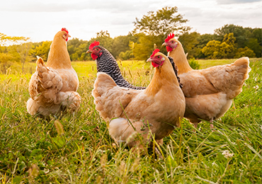poultry-farming-gallery-8