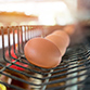 poultry-farming-instagram1