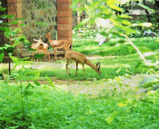 wild-life-about