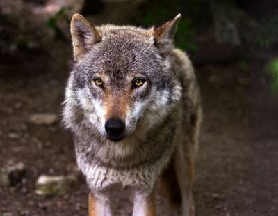 wild-life-camp5