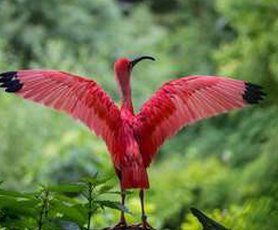 wild-life-video7