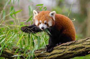 wild-zoo-blog1