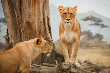 wild-zoo-blog2