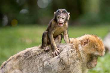 wild-zoo-blog3