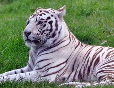 wild-zoo-latest-camp1