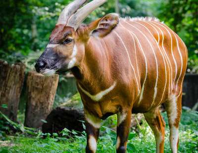 wild-zoo-latest-camp2