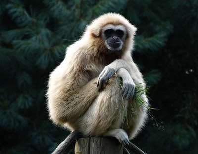 wild-zoo-latest-camp4