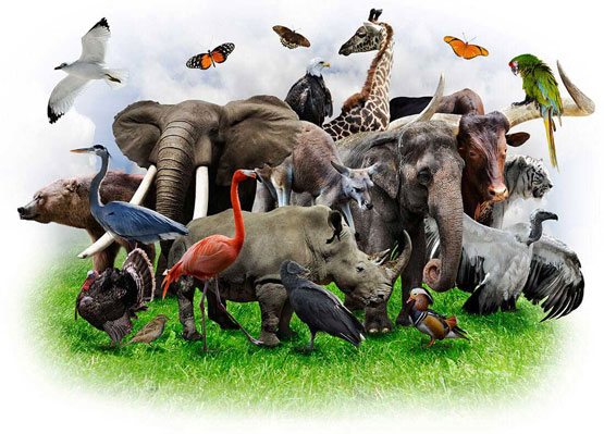 wild-zoo-service3