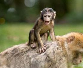 wild-zoo-video2