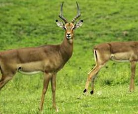 wild-zoo-video5