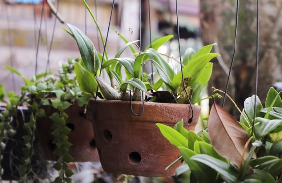 How to Plant a Succulent