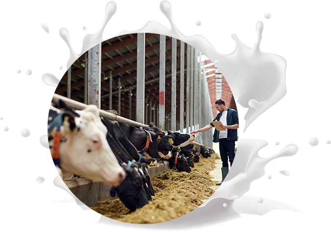 dairy-frm-about002