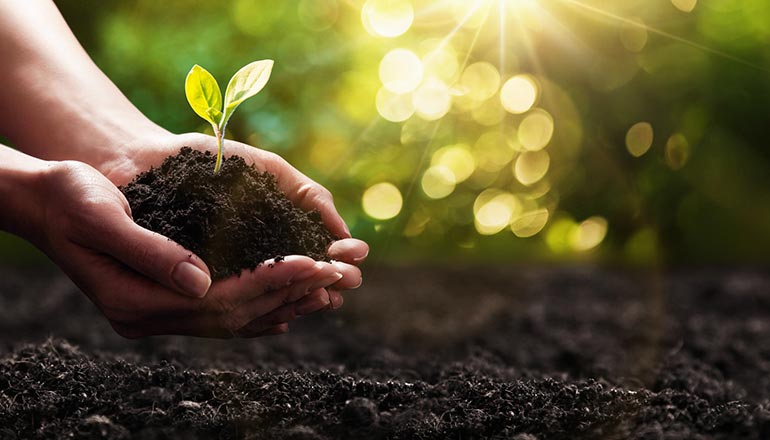 Planting Spring Plant