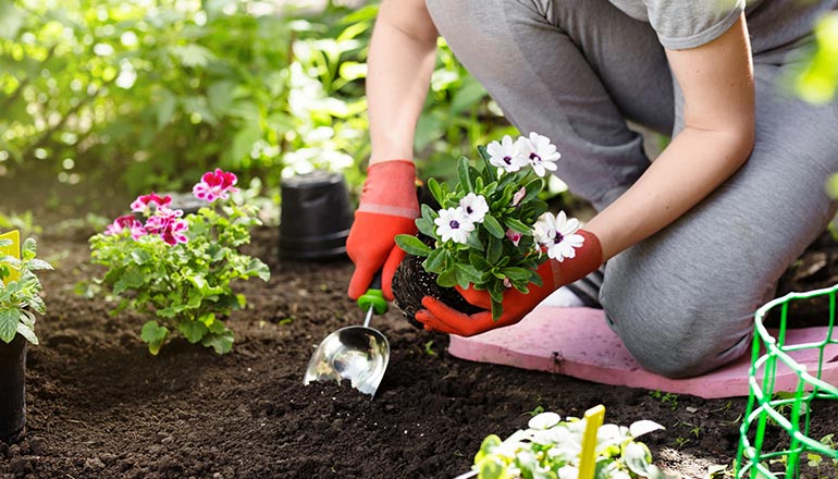 Beatify Your Garden