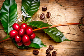 foodies-latest-1