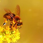 Breeding Bees.