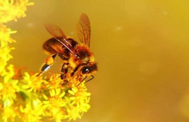 Breeding Bees.