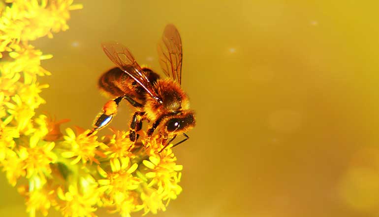 Breeding Bees.