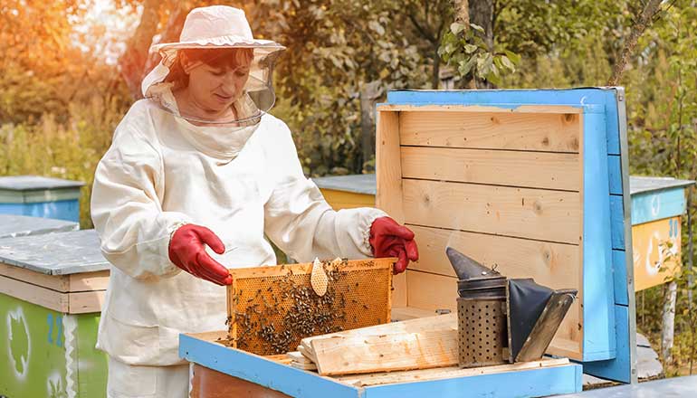 Beekeeping Plans Ideas