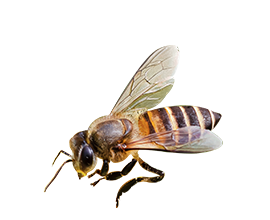 bee-grocery-2