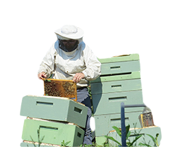 bee-grocery-3