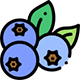 agriculture-blueberries